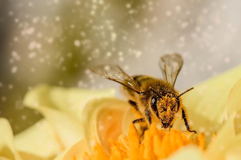 Pollinator-friendly Flowers