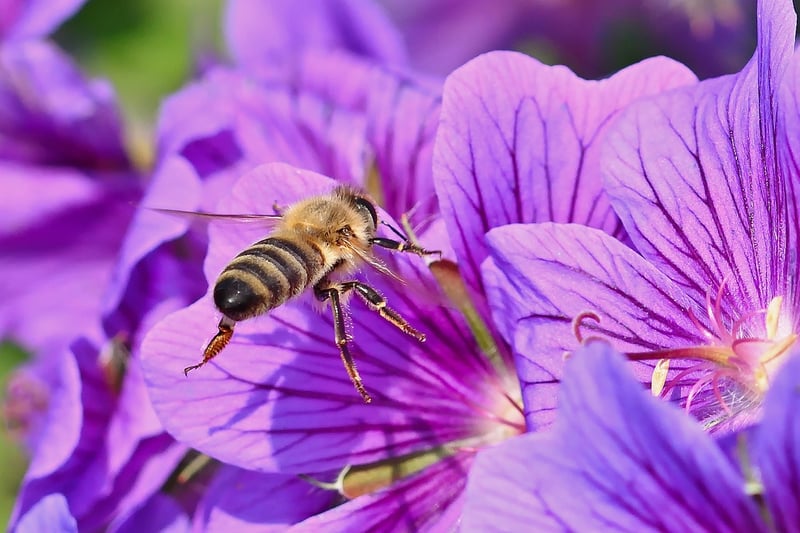Bee on Flower